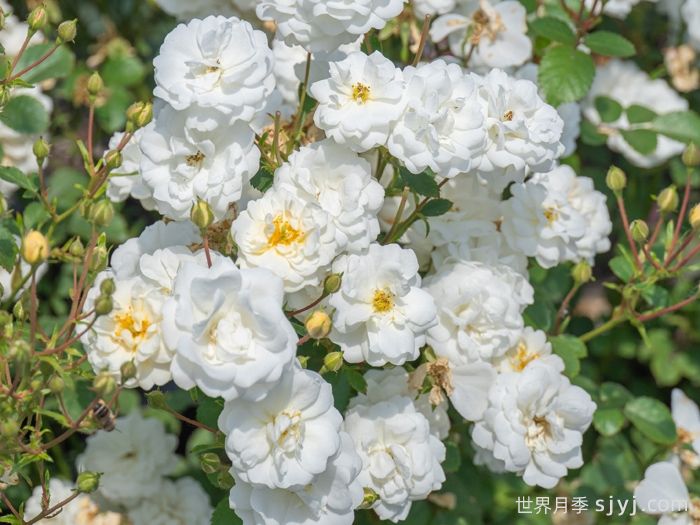 千堆雪月季(图1)