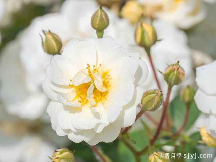 千堆雪月季(图2)