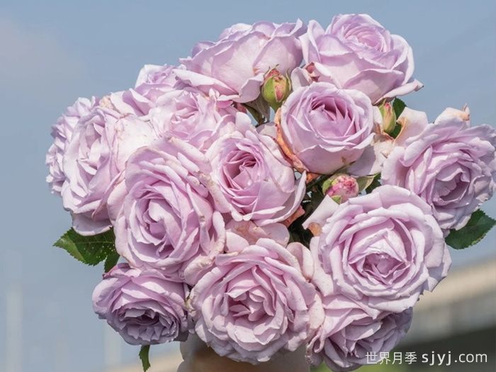 千重岚月季(图1)