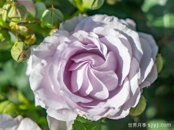 千重岚月季(图2)