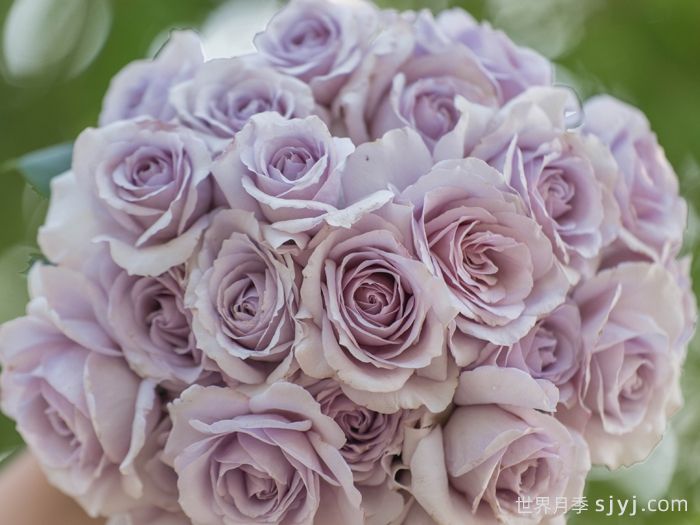 千重岚月季(图3)