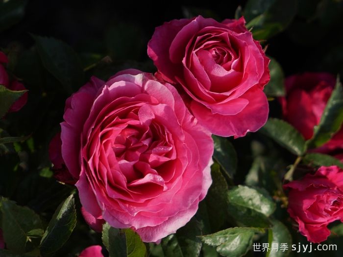 茜桃凝粉月季(图4)