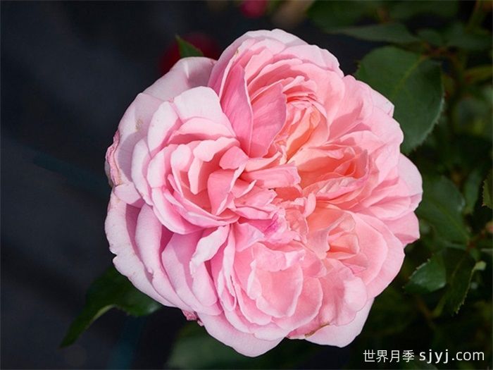 乔琳月季Joleen Renaissance(图2)