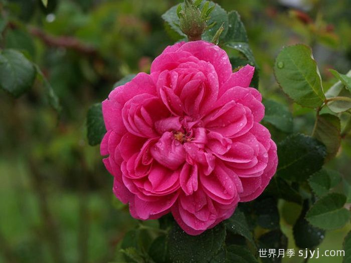 乔森哈特月季/格伦多拉/波特兰邱园Joasine Hanet(图2)