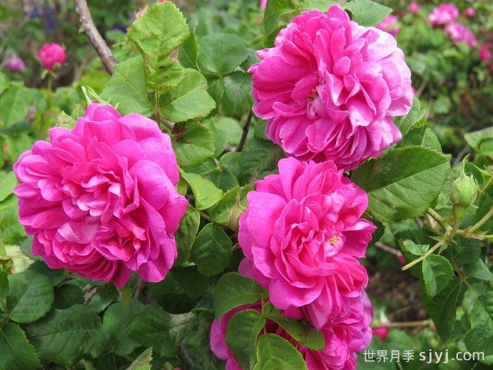 乔森哈特月季/格伦多拉/波特兰邱园Joasine Hanet(图1)