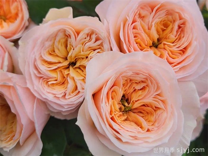 乔治娜花园月季Georgina Gardens(图1)