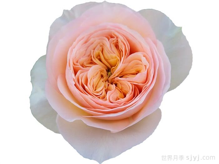 乔治娜花园月季Georgina Gardens(图3)