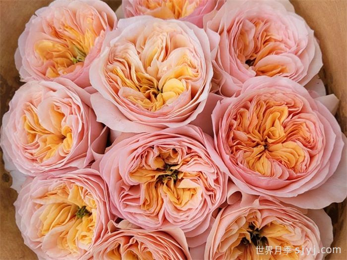 乔治娜花园月季Georgina Gardens(图2)