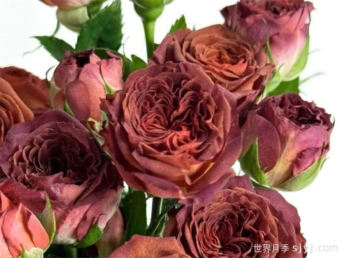 巧克力泡泡月季Chocolate Bubbles(图2)