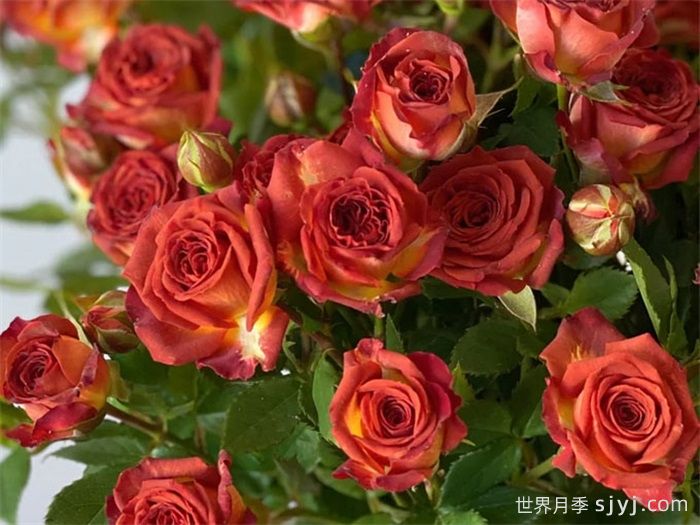 巧克力泡泡月季Chocolate Bubbles(图3)