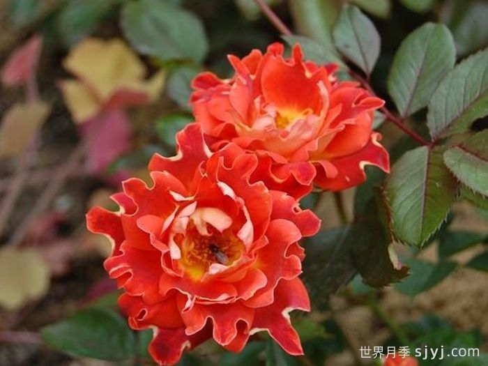 巧克力褶边月季/巧克力波浪Chocolate Ruffles(图1)