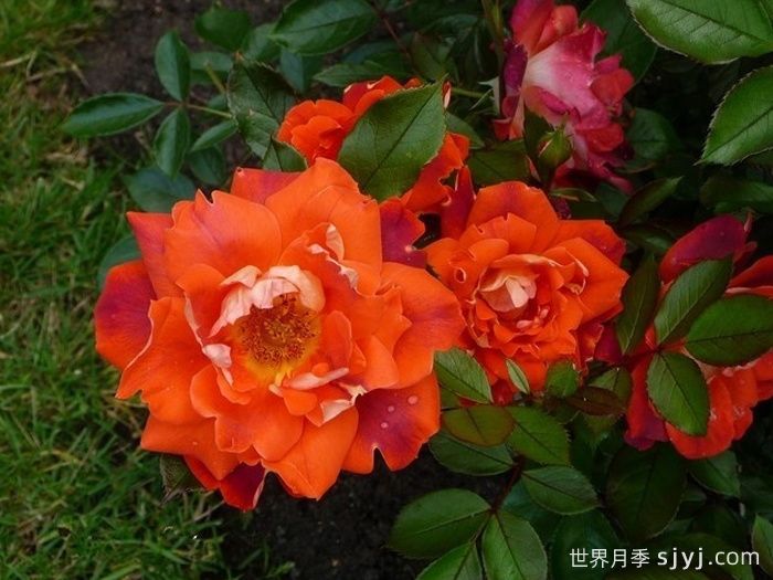 巧克力褶边月季/巧克力波浪Chocolate Ruffles(图2)