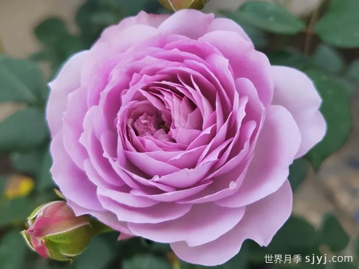 青金石月季Lapis Lazuli(图1)