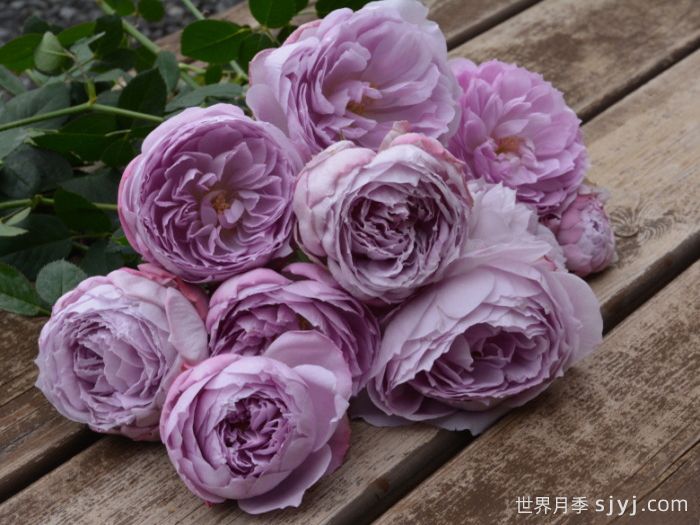 青金石月季Lapis Lazuli(图3)