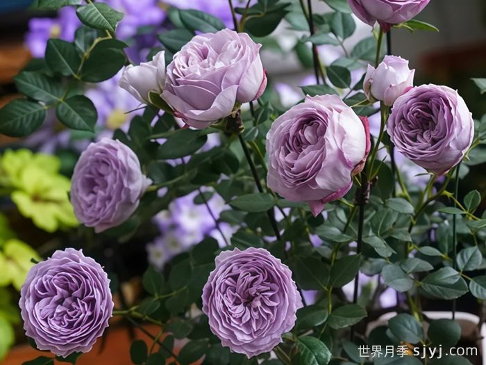 青金石月季Lapis Lazuli(图2)