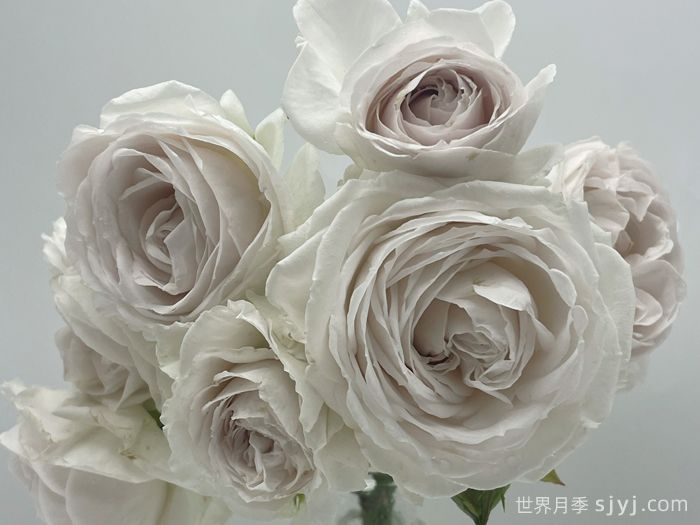 青霜月季(图3) 青霜月季(图3)