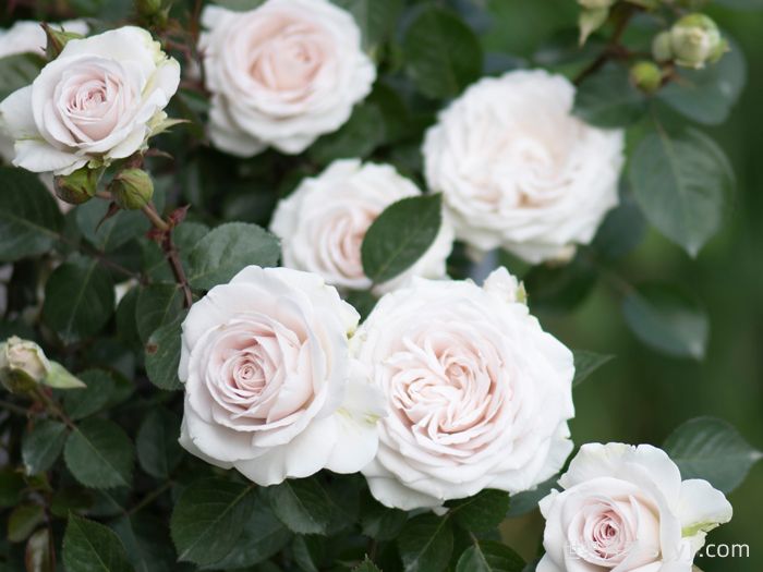 青霜月季(图2) 青霜月季(图2)