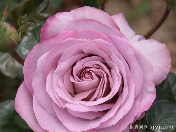 青衣月季/蓝色少女月季Blue Girl(图2)