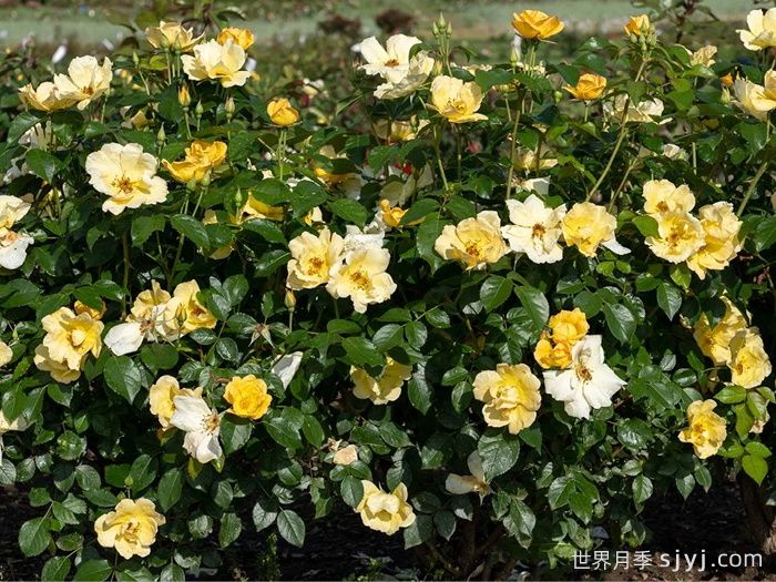 轻松自在绝代佳人月季Easy Bee-zy Knock Out(图3)