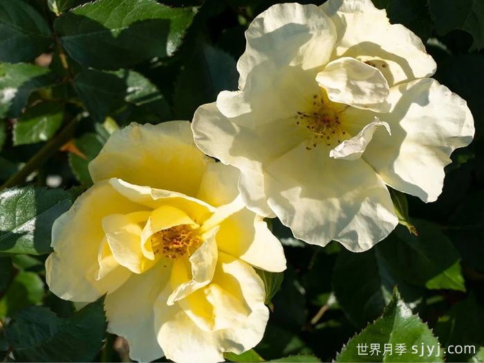 轻松自在绝代佳人月季Easy Bee-zy Knock Out(图2)