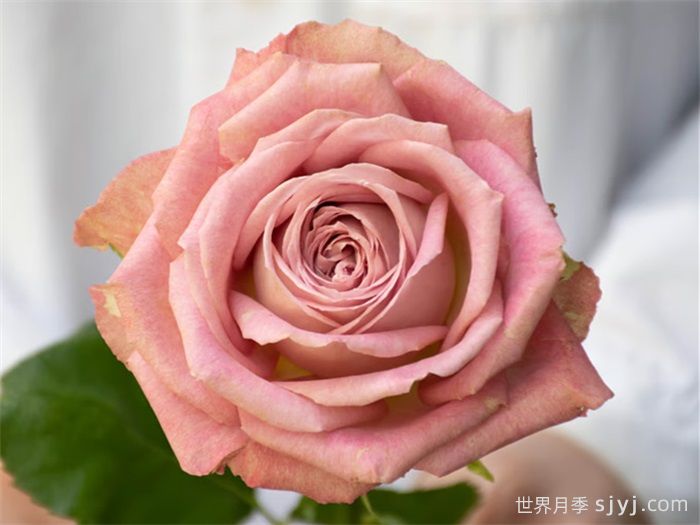 倾我所能月季/孤注一掷Give It All(图1)