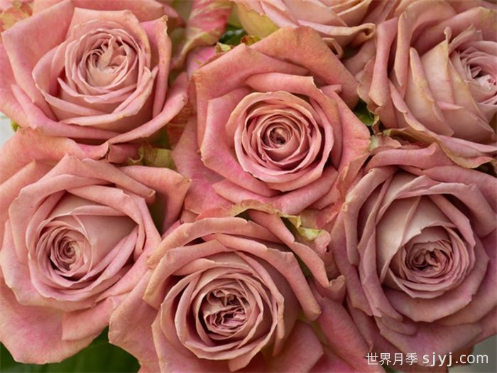 倾我所能月季/孤注一掷Give It All(图3)