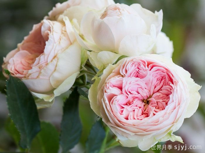 绒球门廊月季/绒球花环/门廊绒球/夏日羊绒Pompon Veranda(图2)