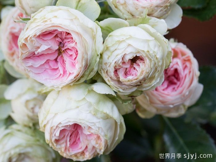 绒球门廊月季/绒球花环/门廊绒球/夏日羊绒Pompon Veranda(图4)