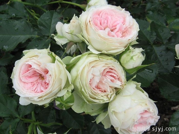 绒球门廊月季/绒球花环/门廊绒球/夏日羊绒Pompon Veranda(图5)