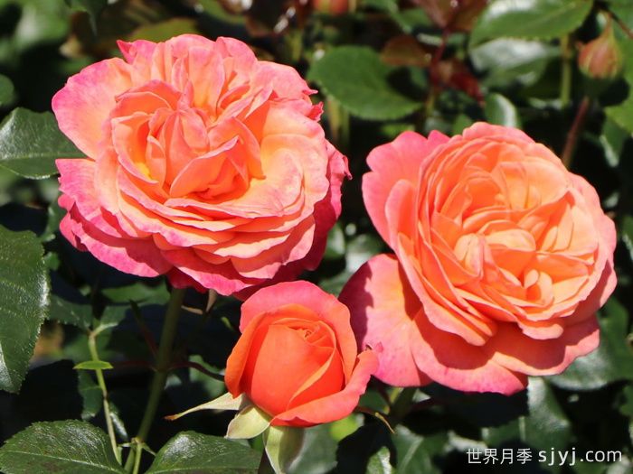 珊瑚狮子月季Coral Lions Rose(图1)