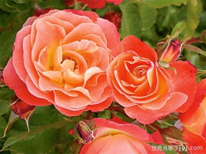 珊瑚湾月季/珊瑚月季Coral Cove(图1) 珊瑚湾月季/珊瑚月季Coral Cove(图1)