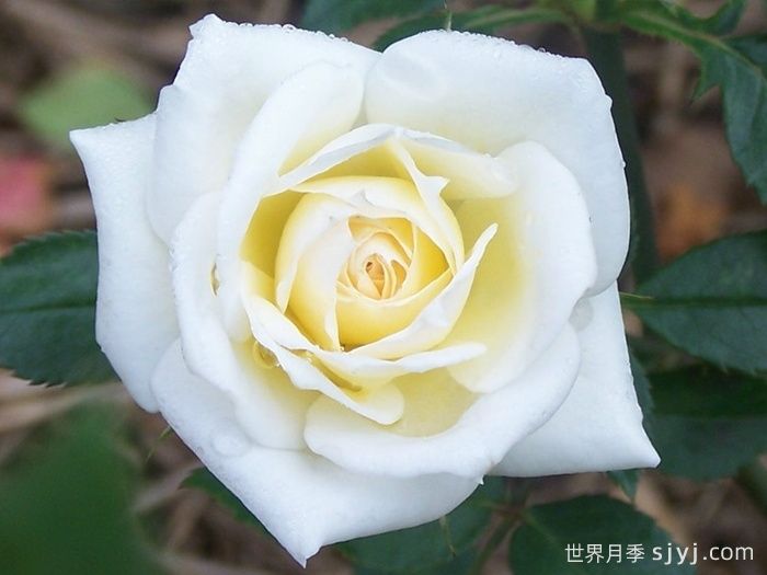 闪亮新娘月季/华丽新娘(图1) 闪亮新娘月季/华丽新娘(图1)