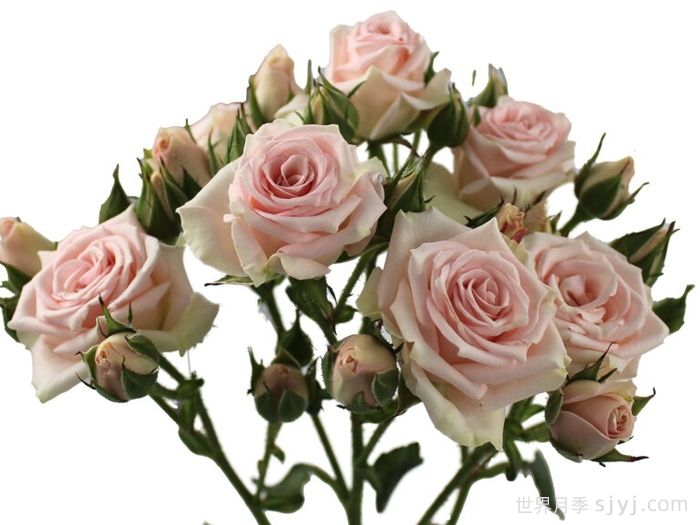 闪耀之花月季Flare Blossoms(图1) 闪耀之花月季Flare Blossoms(图1)