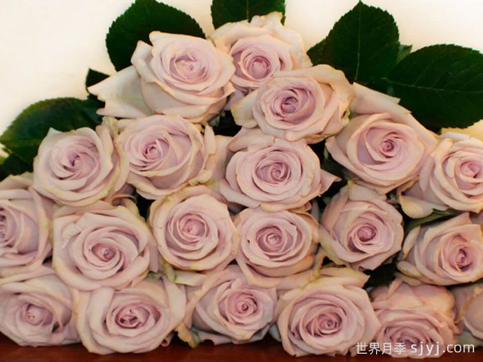 赏金之路月季/紫色布蒂Bounty Way(图2)