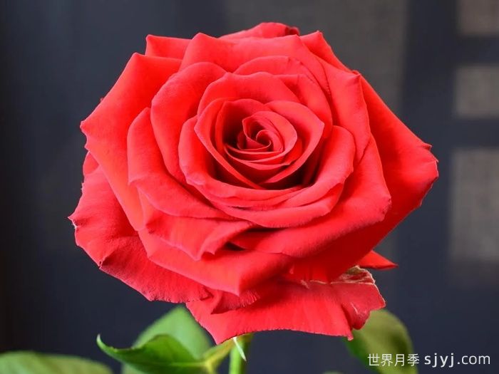 上层阶级月季/上流社会Upper Class(图1)