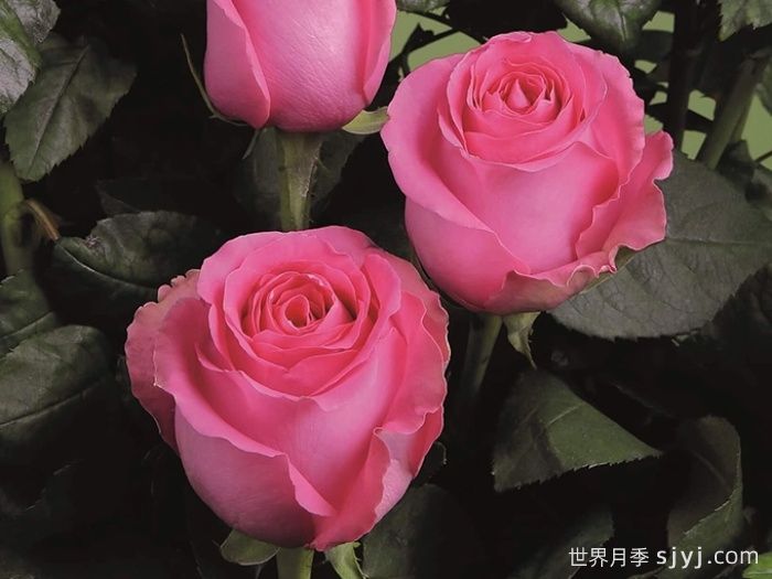 上海夫人月季/上海淑女Shanghai Lady(图1) 上海夫人月季/上海淑女Shanghai Lady(图1)