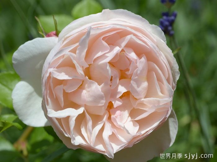 尚塔尔托马斯月季/玉玲珑Chantal Thomass(图1)