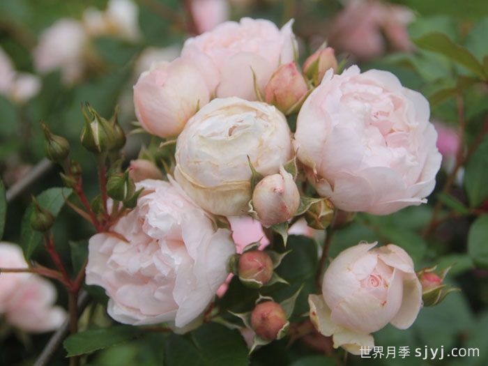 尚塔尔托马斯月季/玉玲珑Chantal Thomass(图2)