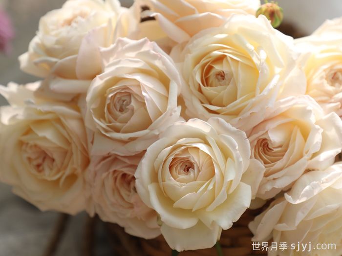 少女之心月季(图2)