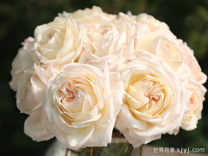 少女之心月季(图3)