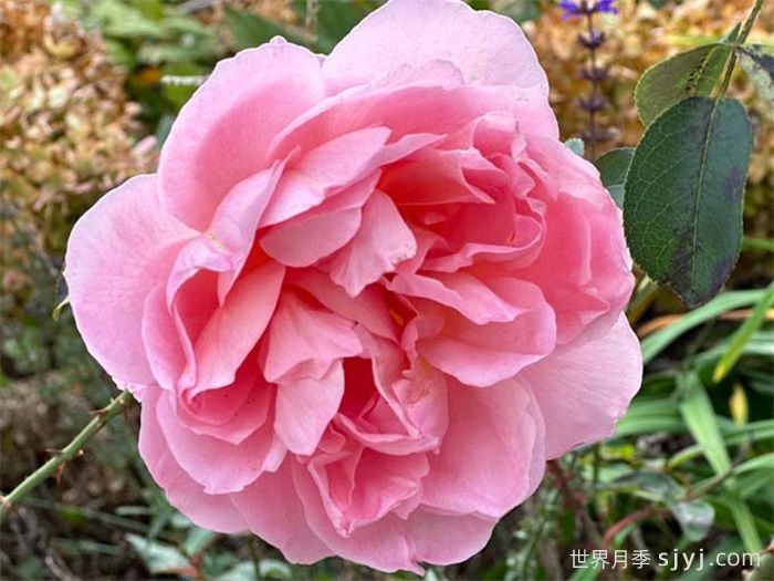 舍农索城堡的女人月季/达梅思/舍农索的夫人们Dames de Chenonceau(图2)