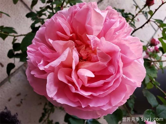 舍农索城堡的女人月季/达梅思/舍农索的夫人们Dames de Chenonceau(图1)