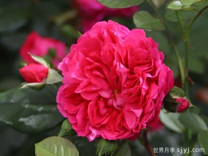 深爱月季Deep Love(图2)