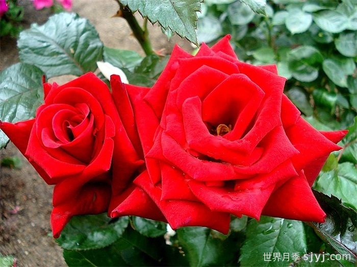 生日快乐月季/想念你月季Thinking of You(图2)