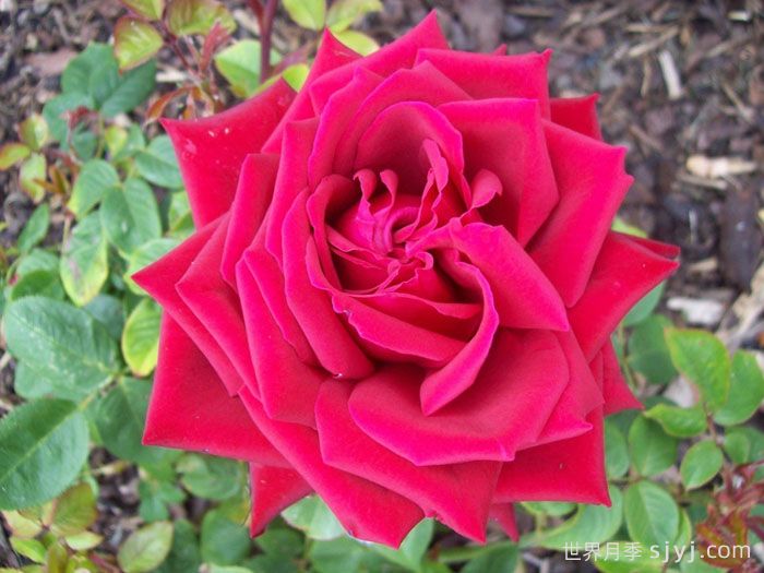 生日快乐月季/想念你月季Thinking of You(图3)