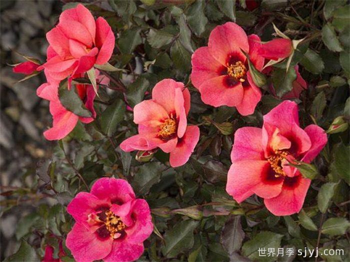 深红色甜蜜斑点月季Sweet Spot Ruby(图2)