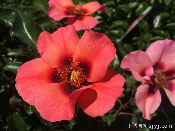 深红色甜蜜斑点月季Sweet Spot Ruby(图1)