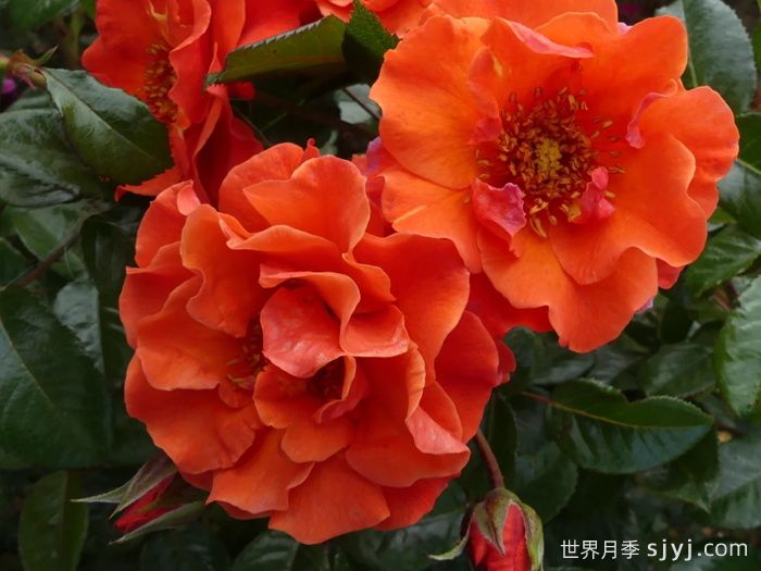 什罗普郡之星月季Shropshire Star(图1)