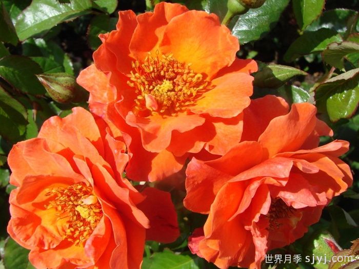 什罗普郡之星月季Shropshire Star(图2)