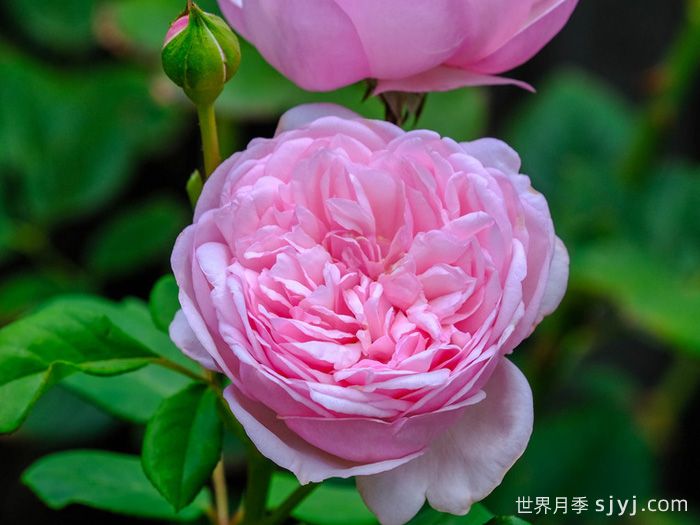 圣埃泽布嘉月季/圣伊莎伯格St.Ethelburga(图1)